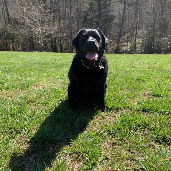 My closet is worth checking out! I spy 🦋! Read below.🐾 - Picture 4 of 7